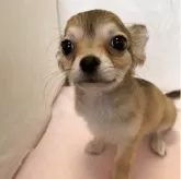 チワワ(ロング)
