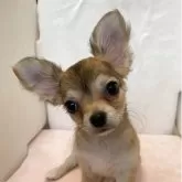 チワワ(ロング)【静岡県・女の子・2025年3月29日・フォーン】の写真2