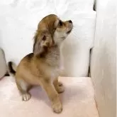 チワワ(ロング)【静岡県・女の子・2025年3月29日・フォーン】の写真4