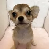 チワワ(ロング)【静岡県・女の子・2025年3月29日・フォーン】の写真5