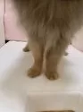ポメラニアン【静岡県・男の子・2025年7月29日・オレンジ】の写真6