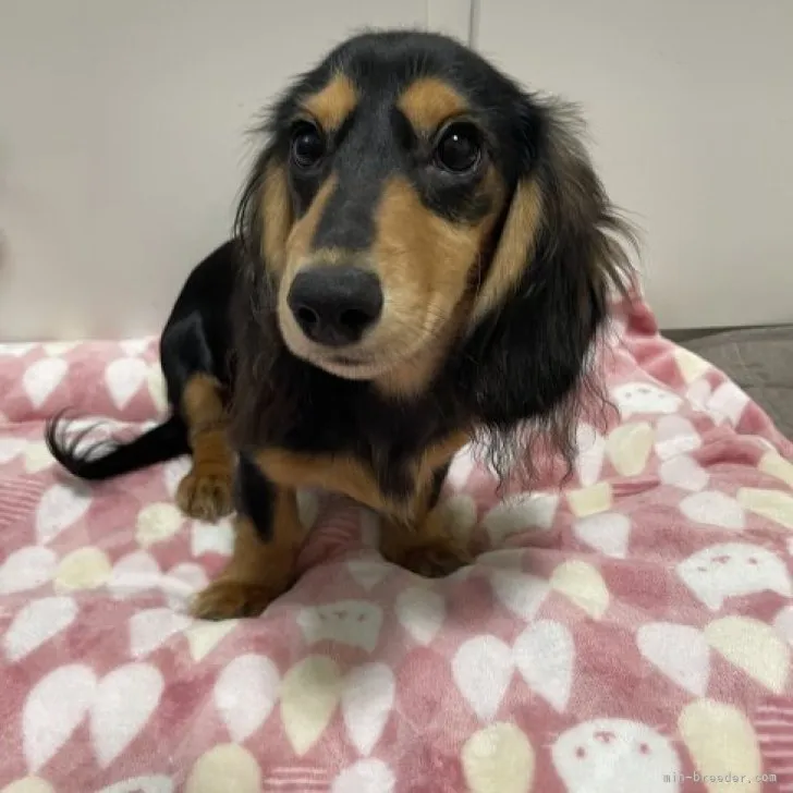 ID:2212-04752の子犬