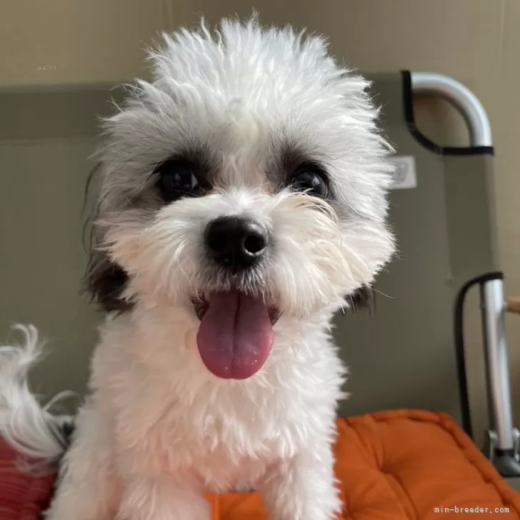 ID:2306-03691の子犬