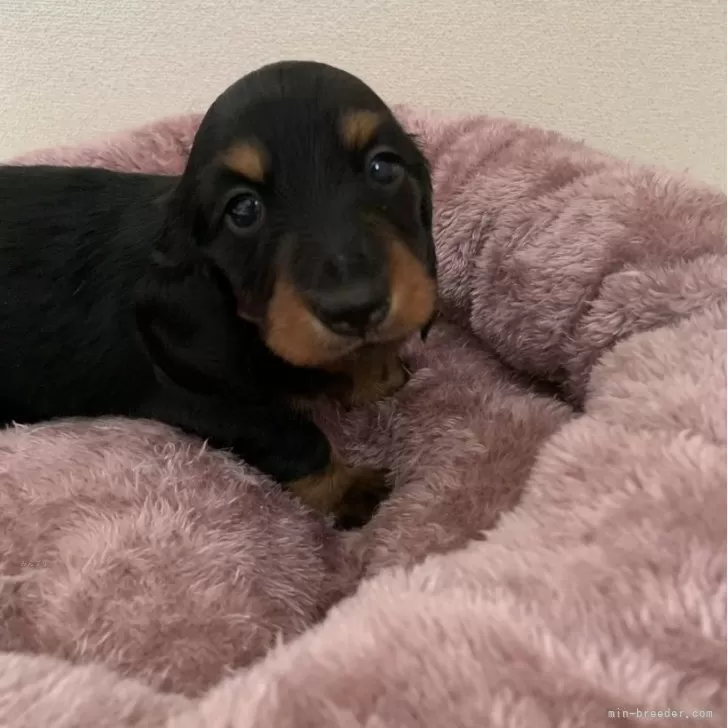 ID：2401-05012の子犬