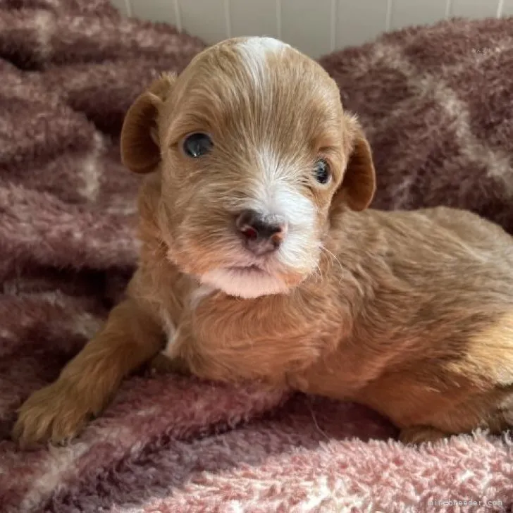 ID：2310-01263の子犬