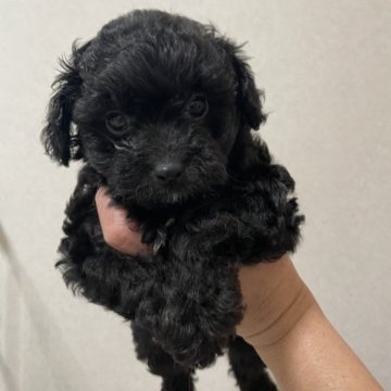 チワワ×プードル【静岡県・女の子・2023年2月18日・ブラック】の写真「人懐こい子です！」
