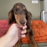 ミニチュアダックスフンド(ロング)【静岡県・男の子・2023年5月18日・チョコタン】の写真1