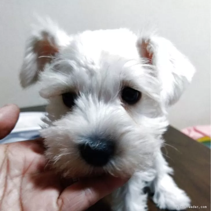 ID:2506-00775の子犬