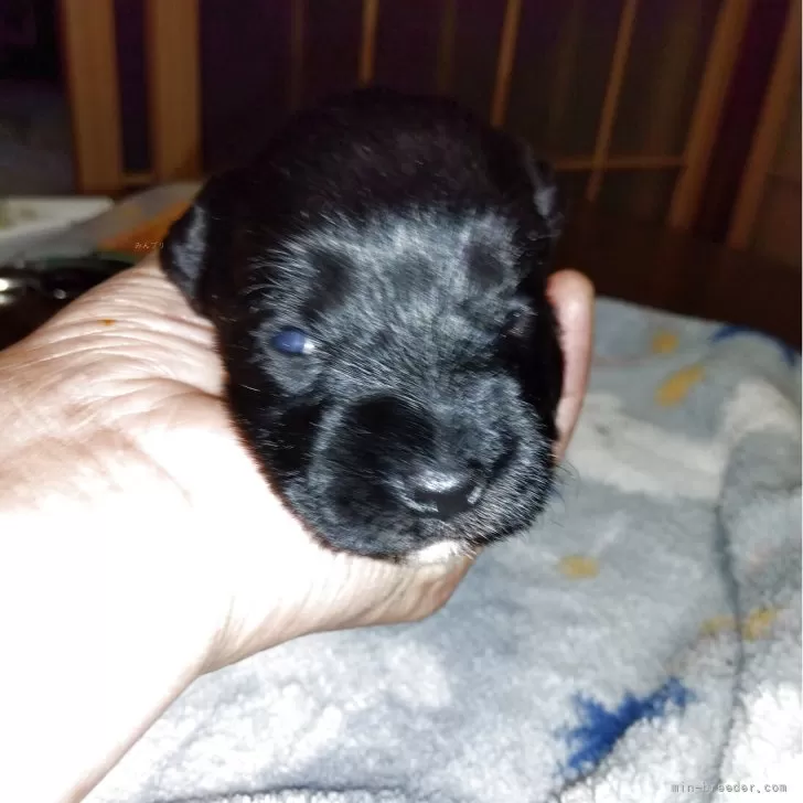 ミニチュアシュナウザー【兵庫県・女の子・2025年11月28日・ブラック】の写真1「体重412グラム小さな女の子」