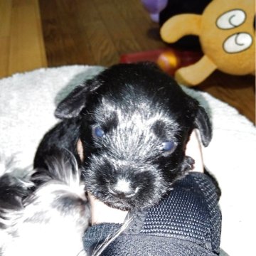 ミニチュアシュナウザー【兵庫県・男の子・2025年10月1日・ブラック&ホワイト】の写真「両親ブラック❤️カラー変色なし🌛小さな男の子」