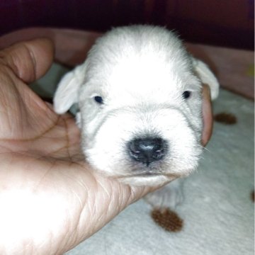 ミニチュアシュナウザー【兵庫県・男の子・2025年11月28日・ホワイト】の写真「両親遺伝子３項目クリア」