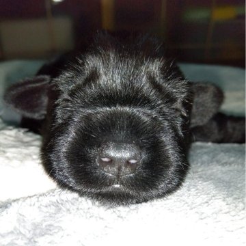 ミニチュアシュナウザー【兵庫県・女の子・2025年10月1日・ブラック&ホワイト】の写真「人気カラー
珍しいカラー」