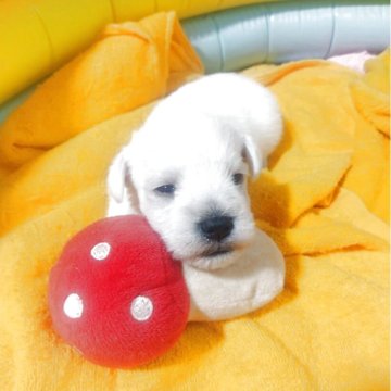 ミニチュアシュナウザー【兵庫県・女の子・2025年5月20日・ホワイト】の写真「小柄なシュナ

両遺伝子３項目クリア」