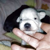 ミニチュアシュナウザー