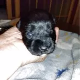 ミニチュアシュナウザー【兵庫県・女の子・2025年11月28日・ブラック】の写真1「体重412グラム小さな女の子」