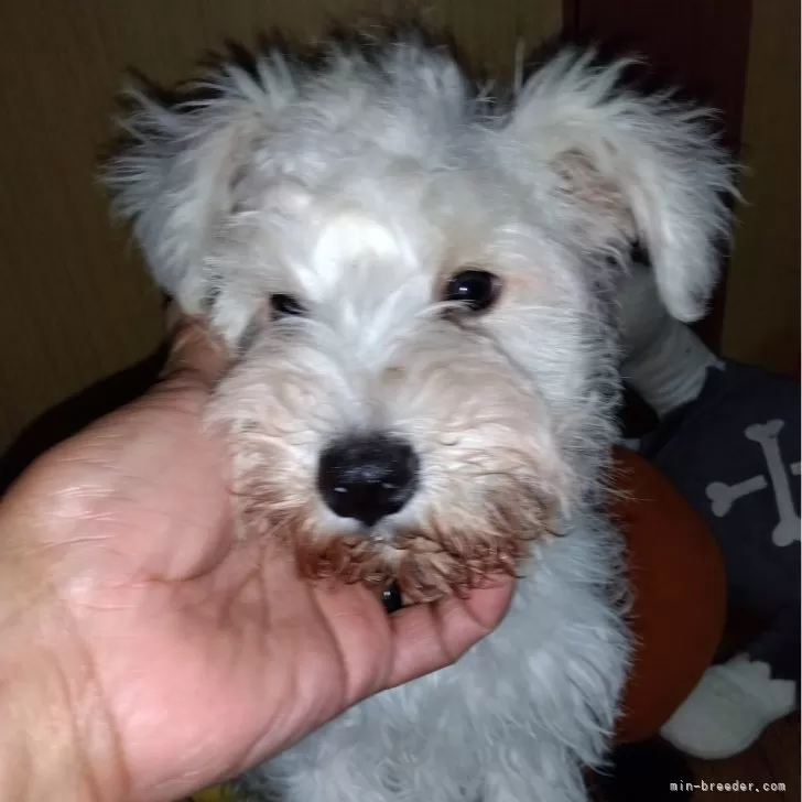 ID:2402-02617の子犬
