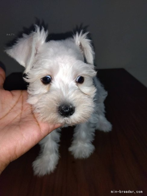 ミニチュアシュナウザー【・女の子・2025年5月20日・ホワイト】「小さなシュナ」