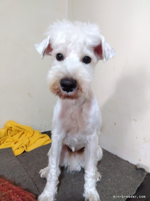 小さめのシュナ