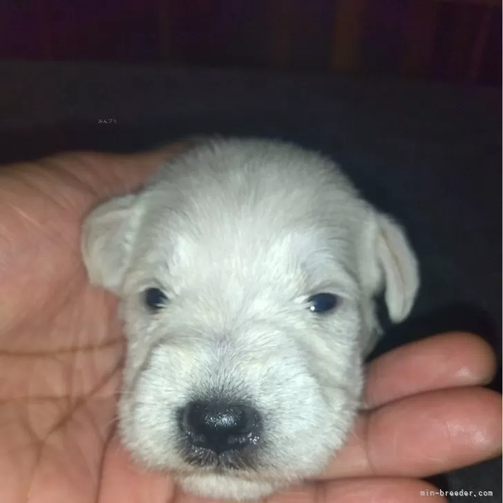 ID:2410-06982の子犬
