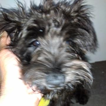 ミニチュアシュナウザー【兵庫県・女の子・2022年6月20日・ブラック】の写真「小さいな女の子

遺伝子検査クリア!両親クリア」