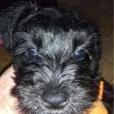 ミニチュアシュナウザー【兵庫県・女の子・2024年2月13日・ブラック】の写真1「体重2292グラム美人です顔も小顔です」