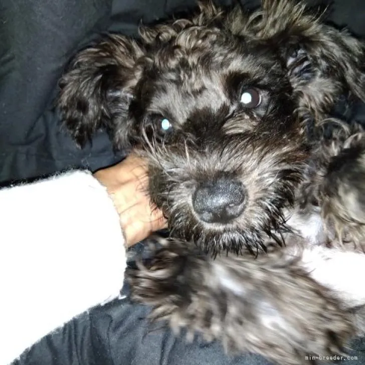 ID：2208-02430の子犬