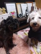 ミニチュアシュナウザー【・女の子・2024年2月13日・ブラック】