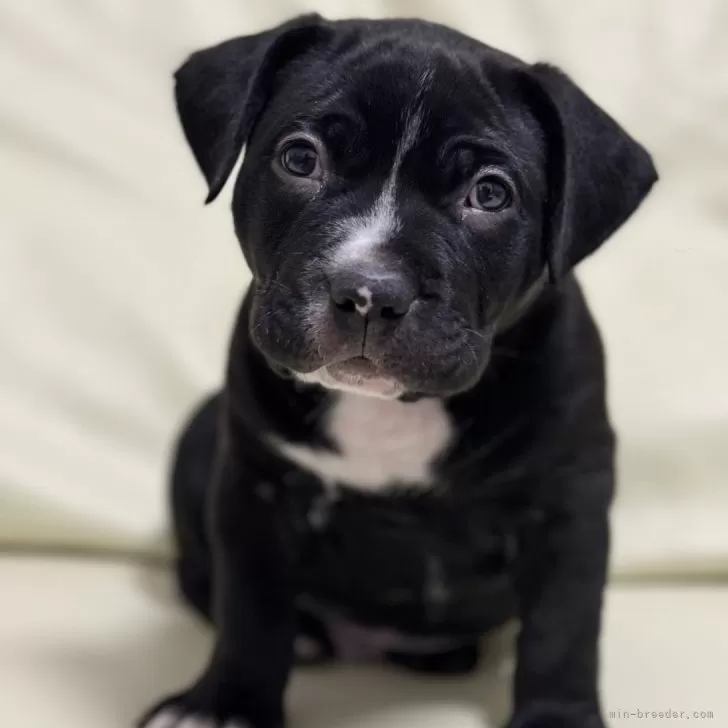 ID:2411-05761の子犬