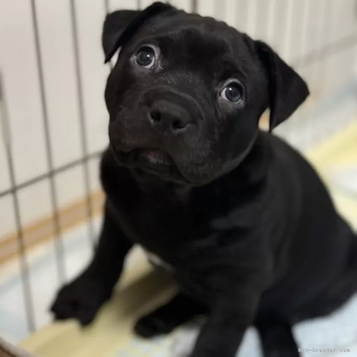 ID：2411-06028の子犬