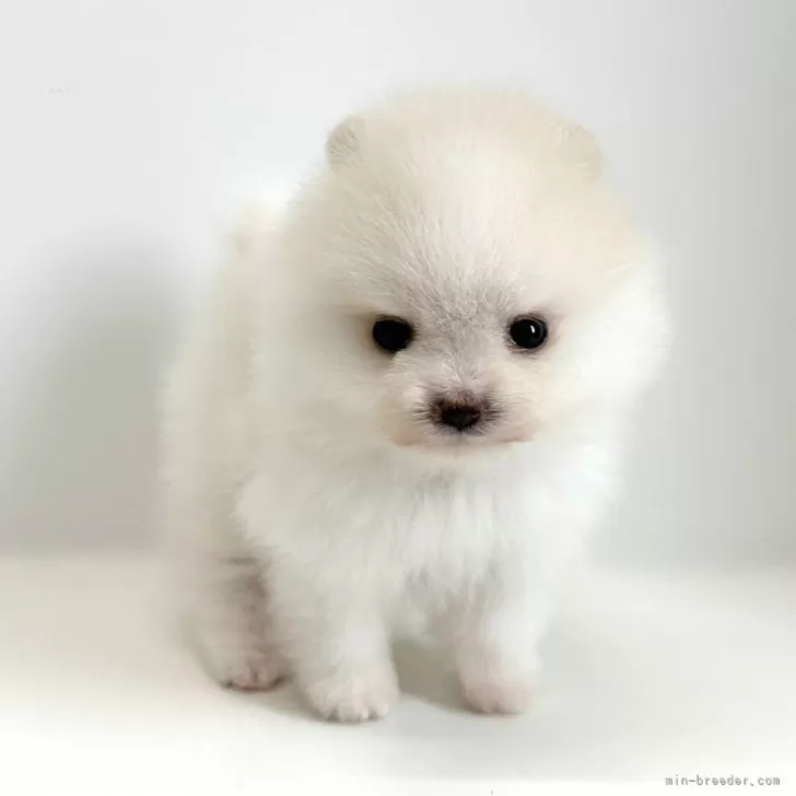 K.M 様のお迎えした子犬