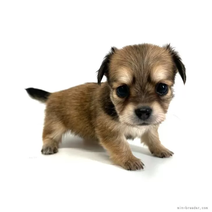 ID：2411-07565の子犬