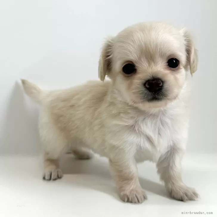ID:2505-02152の子犬