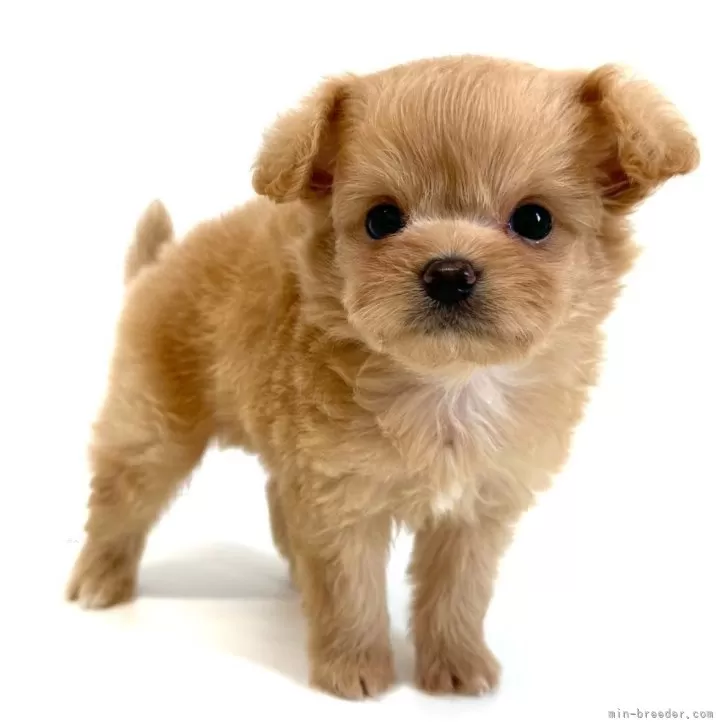 ID:2508-07547の子犬