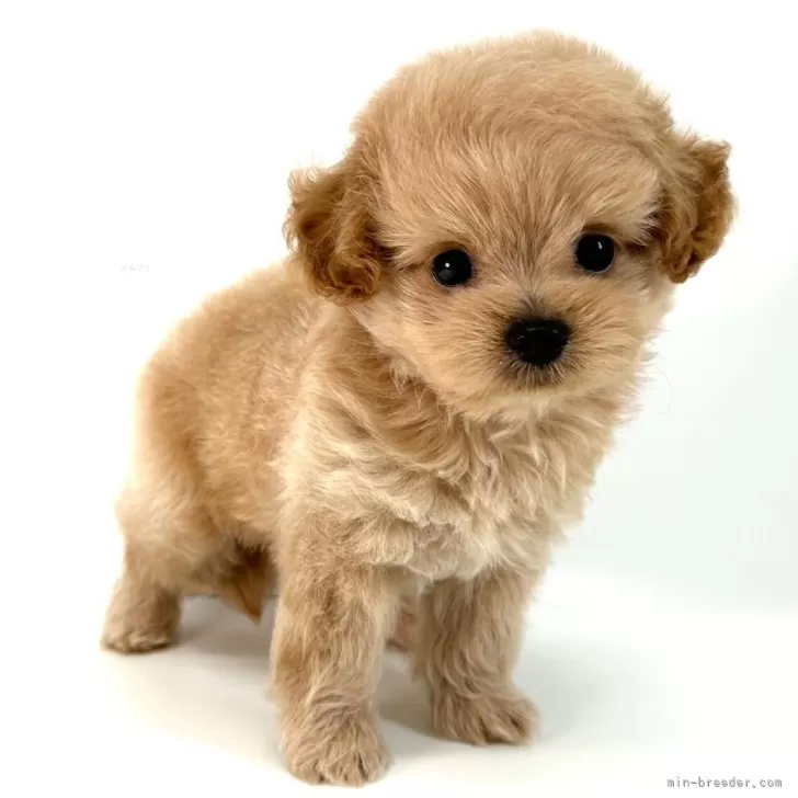 ID：2510-04330の子犬