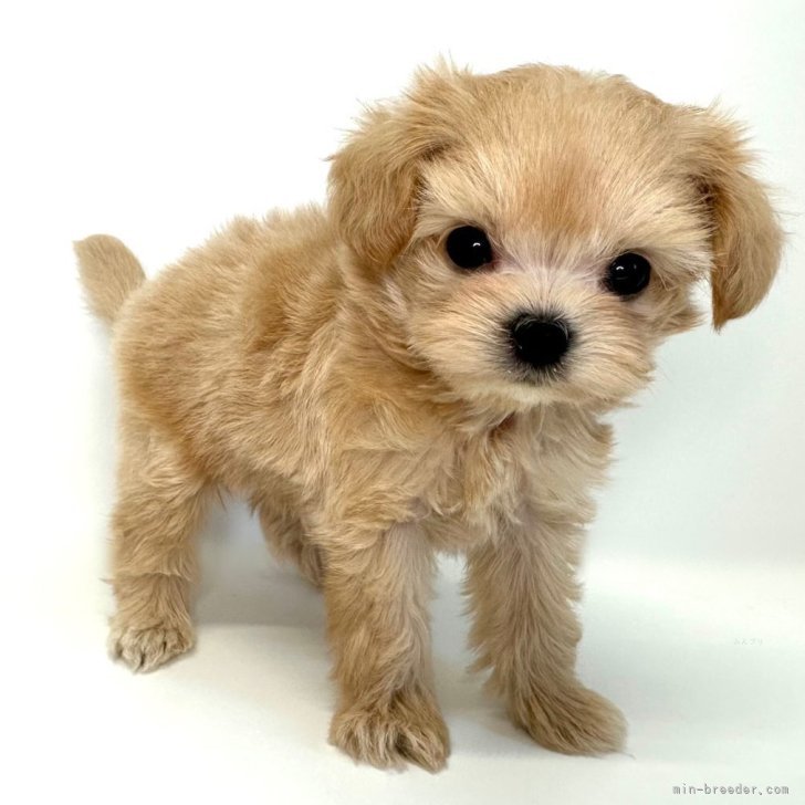 ブリーダー画像