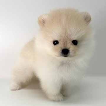 ポメラニアン【愛知県・女の子・2025年8月28日・クリーム】の写真「お鼻が短くてお目目の大きいたぬき顔の女の子⭐️」