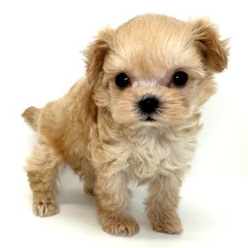 チワプー(チワワ×トイプードル)【愛知県・女の子・2025年10月10日・クリーム】の写真「お鼻が短くて優しいお顔立ちの女の子⭐️」