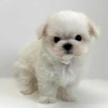 チワマル(チワワ×マルチーズ)【愛知県・男の子・2025年8月22日・ホワイト】の写真「お鼻が短くて目がパッチリした男の子⭐️」