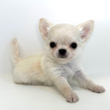 チワワ(ロング)【愛知県・男の子・2025年10月7日・クリーム】の写真「優しいお顔立ちの男の子です⭐️」