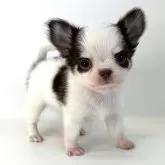 チワワ(ロング)