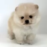 ポメラニアン