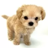 チワプー(チワワ×トイプードル)【愛知県・男の子・2025年10月10日・クリーム】の写真3