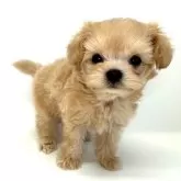 チワプー(チワワ×トイプードル)【愛知県・男の子・2025年10月10日・クリーム】の写真4