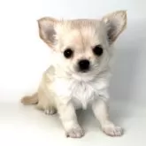 チワワ(ロング)【愛知県・女の子・2025年10月13日・クリーム】の写真5