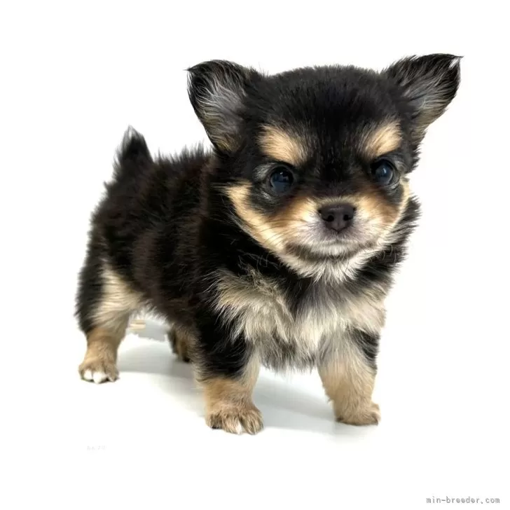 ID:2409-06567の子犬