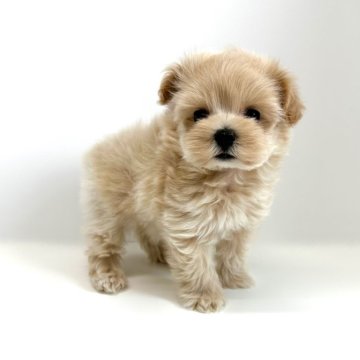 マルプー(ティーカッププードル×マルチーズ)【愛知県・女の子・2024年6月11日・クリーム】の写真「優しいクリームの綺麗なお色です✨」