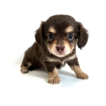 チワックス(チワワ×ダックスフンド)【愛知県・男の子・2024年4月27日・チョコレート&イエロー】の写真「⭐️優しいお顔立ちの男の子⭐️」