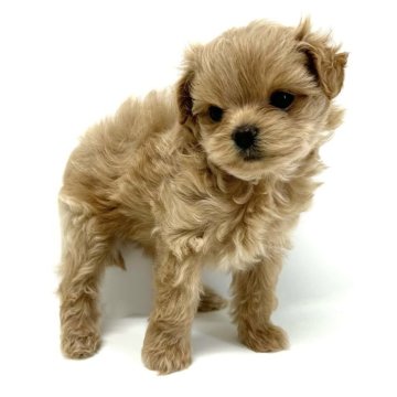 チワプー(トイプードル×チワワ)【愛知県・男の子・2024年3月12日・クリーム】の写真「お鼻が短くて太い可愛いお顔立ちです✨」