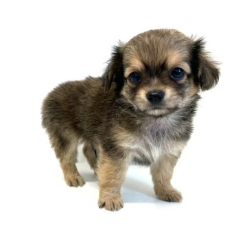 チワックス(チワワ×ダックスフンド)【愛知県・男の子・2024年8月1日・レッド】の写真「⭐️優しいお顔立ちの男の子⭐️お鼻が短くて可愛い✨」