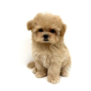 マルプー(ティーカッププードル×マルチーズ)【愛知県・男の子・2024年8月14日・クリーム】の写真「優しいお色の男の子⭐️」